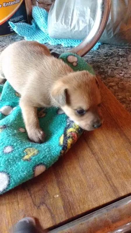 Cachorro ra a Vira-lata  idade Abaixo de 2 meses nome Filhotes