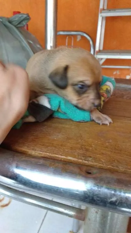 Cachorro ra a Vira-lata  idade Abaixo de 2 meses nome Filhotes