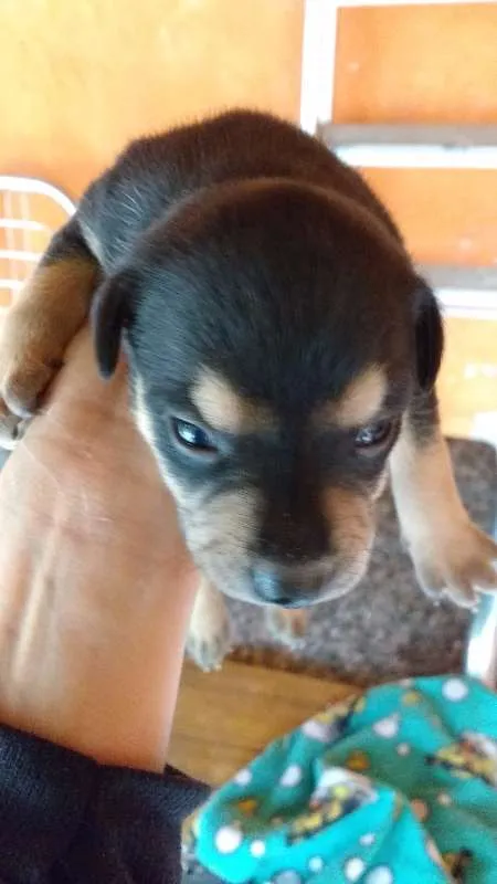 Cachorro ra a Vira-lata  idade Abaixo de 2 meses nome Filhotes