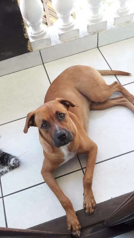 Cachorro ra a boxer mestiço idade 7 a 11 meses nome Spike