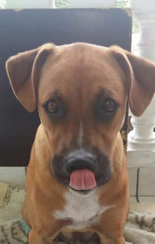 Cachorro ra a boxer mestiço idade 7 a 11 meses nome Spike