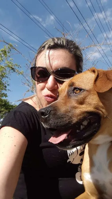 Cachorro ra a boxer mestiço idade 7 a 11 meses nome Spike