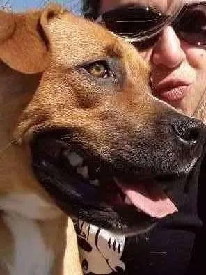 Cachorro ra a boxer mestiço idade 7 a 11 meses nome Spike