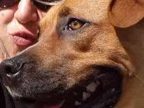 Cachorro ra a boxer mestiço idade 7 a 11 meses nome Spike