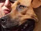 Cachorro raça boxer mestiço idade 7 a 11 meses nome Spike