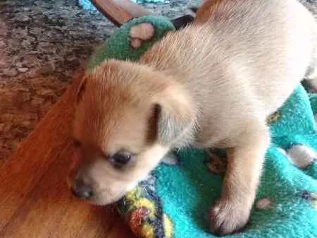 Cachorro ra a Vira-lata  idade Abaixo de 2 meses nome Filhotes