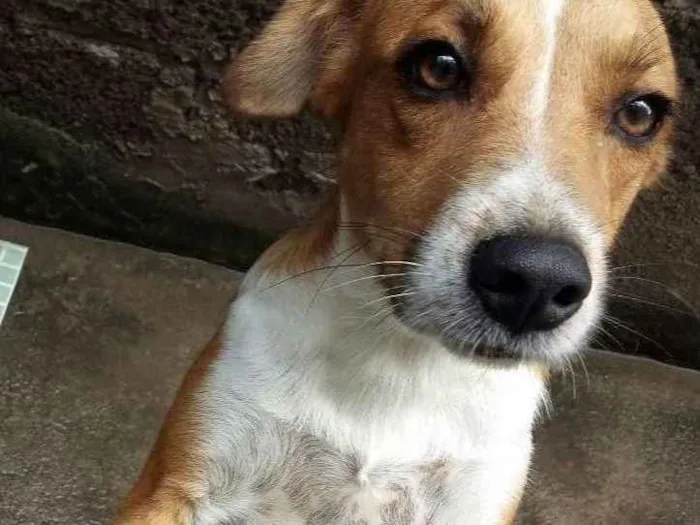 Cachorro raça Vira lata idade 1 ano nome Mel