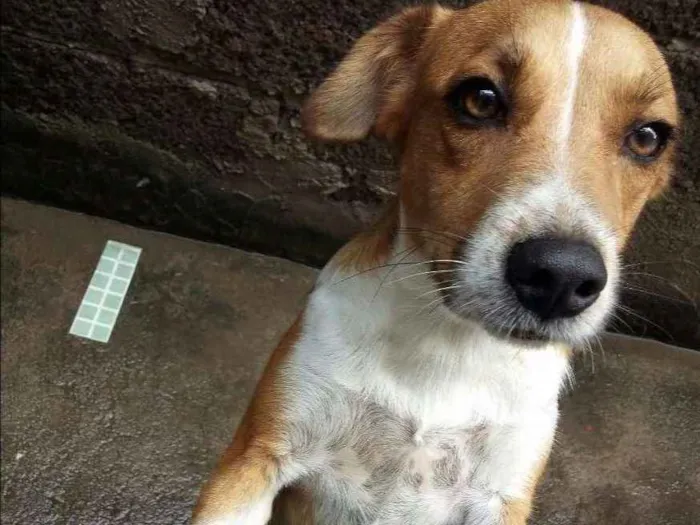 Cachorro raça Vira lata idade 1 ano nome Mel