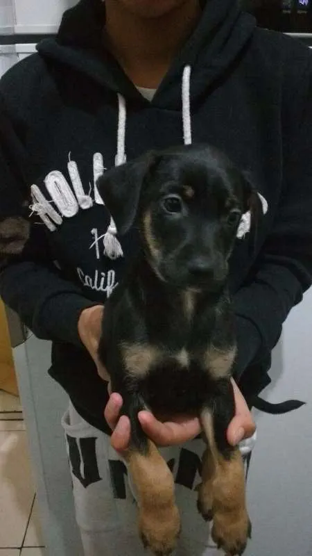 Cachorro ra a SRD idade Abaixo de 2 meses nome Filhotes