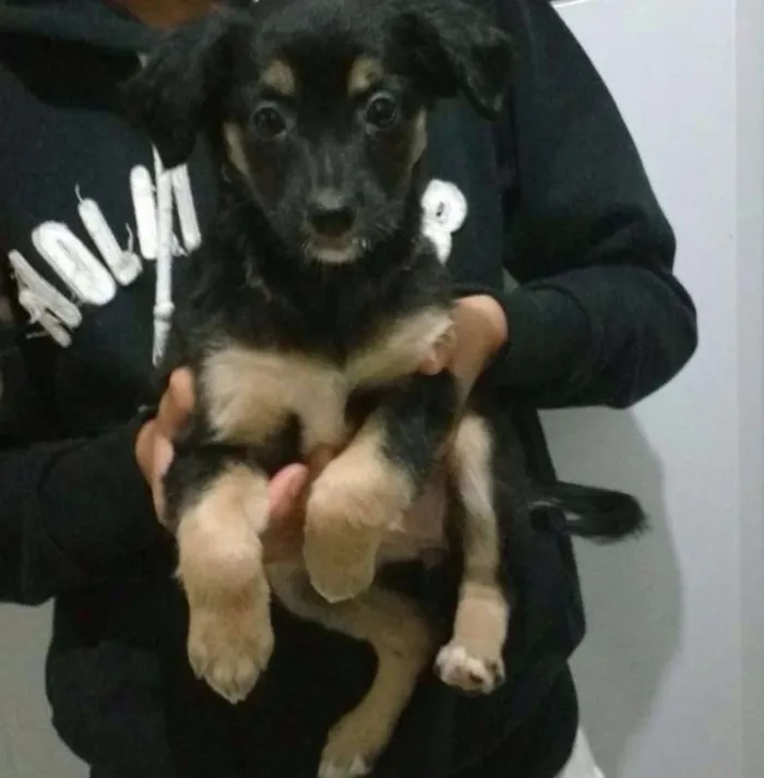 Cachorro ra a SRD idade Abaixo de 2 meses nome Filhotes