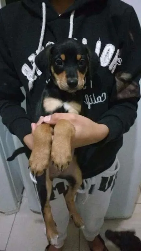 Cachorro ra a SRD idade Abaixo de 2 meses nome Filhotes