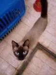 Docinho