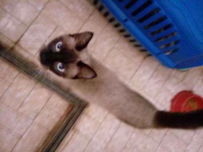 Gato ra a Siamês idade 1 ano nome Docinho
