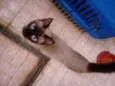Docinho