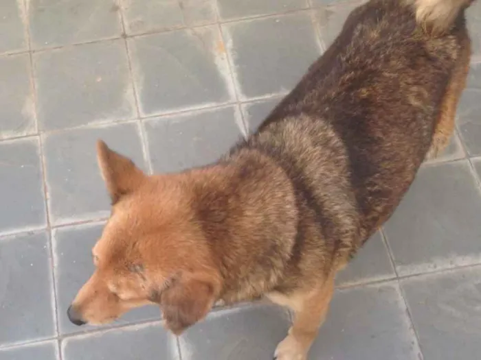 Cachorro raça Desconhecido idade 6 ou mais anos nome Luna