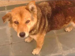 Cachorro raça Desconhecido idade 6 ou mais anos nome Luna