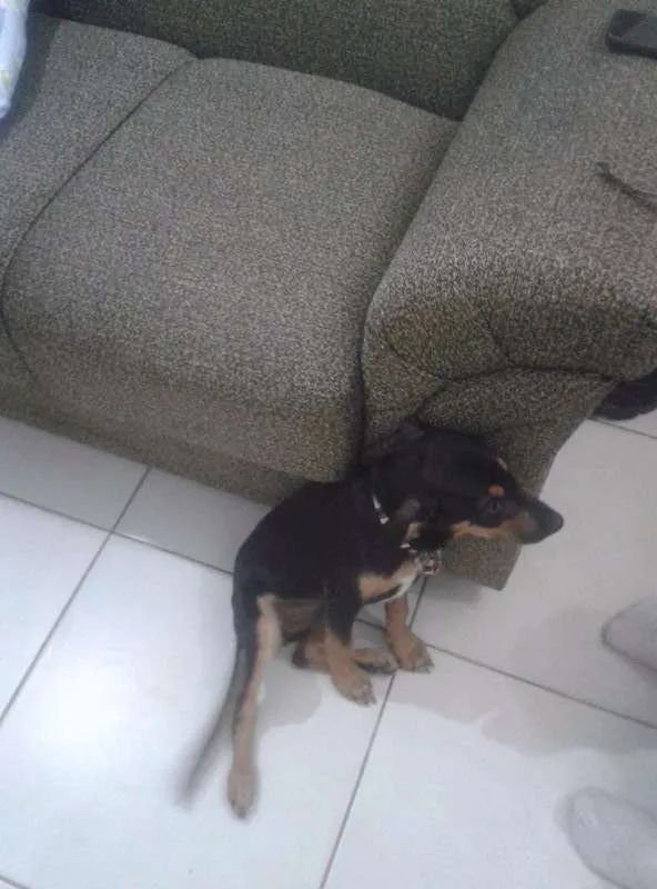 Cachorro ra a  idade 2 a 6 meses nome Valentina