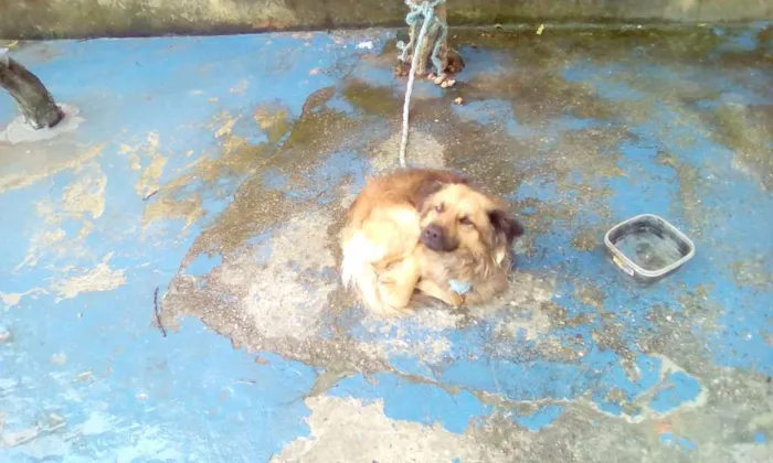 Cachorro ra a vira lata idade 2 anos nome lepe