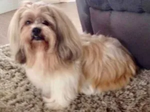 Cachorro raça Lhasa apso idade 6 ou mais anos nome Nino