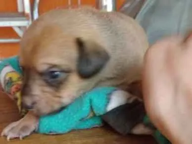 Cachorro ra a Vira-lata  idade Abaixo de 2 meses nome Filhotes