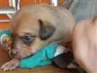 Cachorro raça Vira-lata  idade Abaixo de 2 meses nome Filhotes