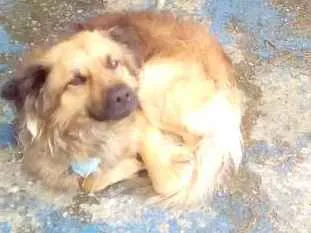 Cachorro ra a vira lata idade 2 anos nome lepe