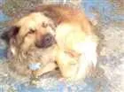 Cachorro raça vira lata idade 2 anos nome lepe