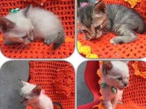 Gato raça Vira lata idade Abaixo de 2 meses nome Não tem nome