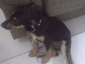 Cachorro raça  idade 2 a 6 meses nome Valentina