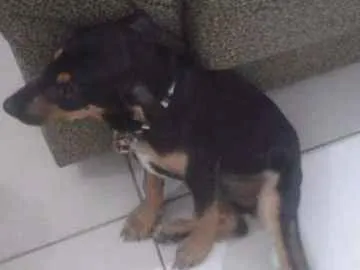 Cachorro ra a  idade 2 a 6 meses nome Valentina