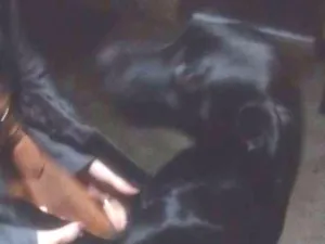 Cachorro raça Virá lata idade 2 anos nome Não sabemos