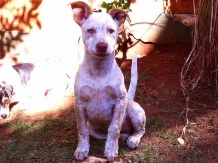 Cachorro ra a Bull heeler idade 2 a 6 meses nome Xico