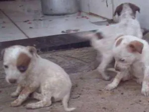 Cachorro raça Bull heeler idade 2 a 6 meses nome Xico