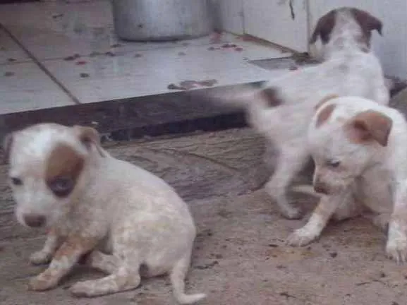 Cachorro ra a Bull heeler idade 2 a 6 meses nome Xico
