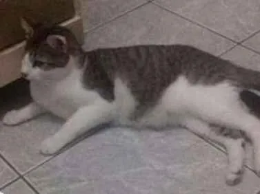 Gato ra a  idade 2 anos nome Jakc