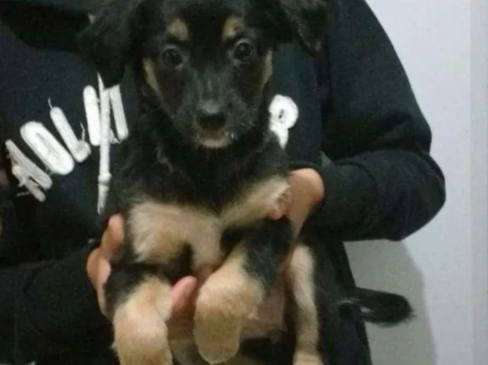 Cachorro ra a SRD idade Abaixo de 2 meses nome Filhotes