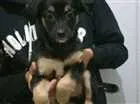 Cachorro raça SRD idade Abaixo de 2 meses nome Filhotes