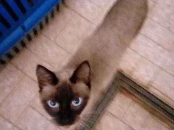 Gato ra a Siamês idade 1 ano nome Docinho