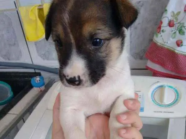 Cachorro ra a SRD idade Abaixo de 2 meses nome Filhote SRD