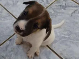 Cachorro raça SRD idade Abaixo de 2 meses nome Filhote SRD