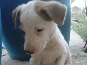 Cachorro raça .. idade 2 a 6 meses nome ..