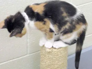 Gato raça Vira lata idade 7 a 11 meses nome KatlYn