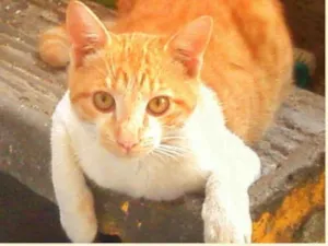 Gato raça SRD idade 1 ano nome SUNFLOWER
