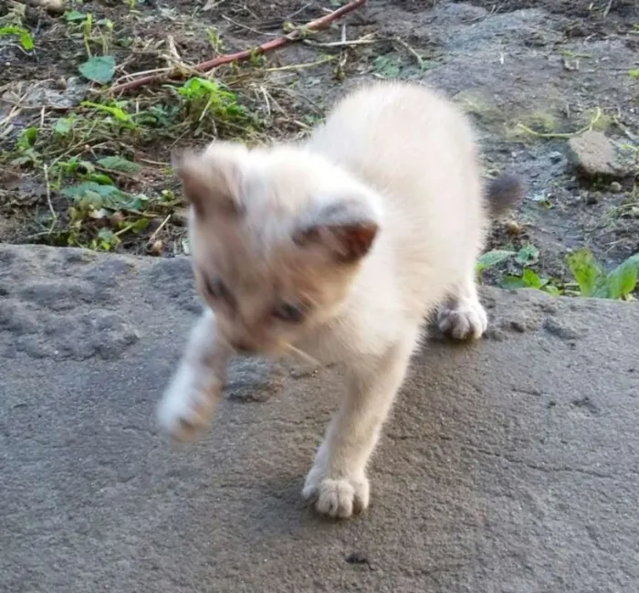 Gato ra a  idade Abaixo de 2 meses nome abandonados