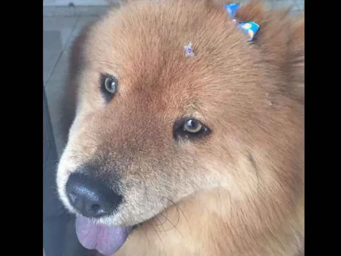 Cachorro ra a Chow Chow idade 3 anos nome Lola