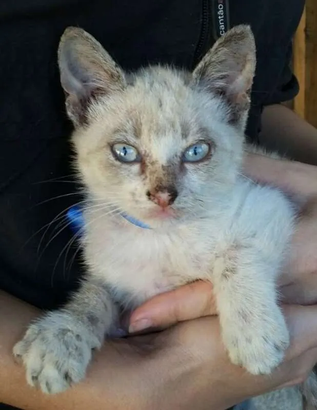 Gato ra a  idade Abaixo de 2 meses nome abandonados