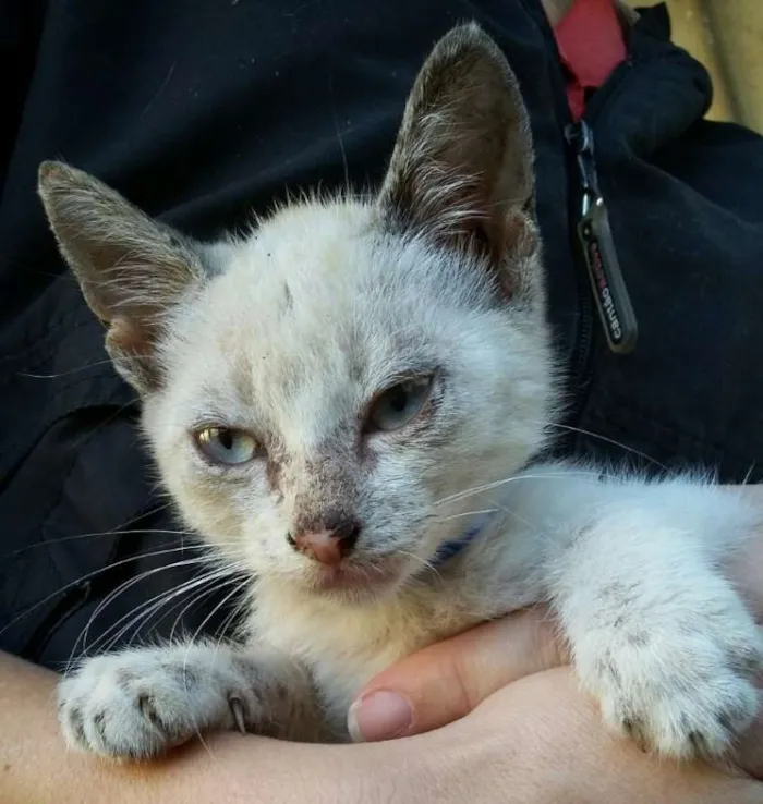 Gato ra a  idade Abaixo de 2 meses nome abandonados