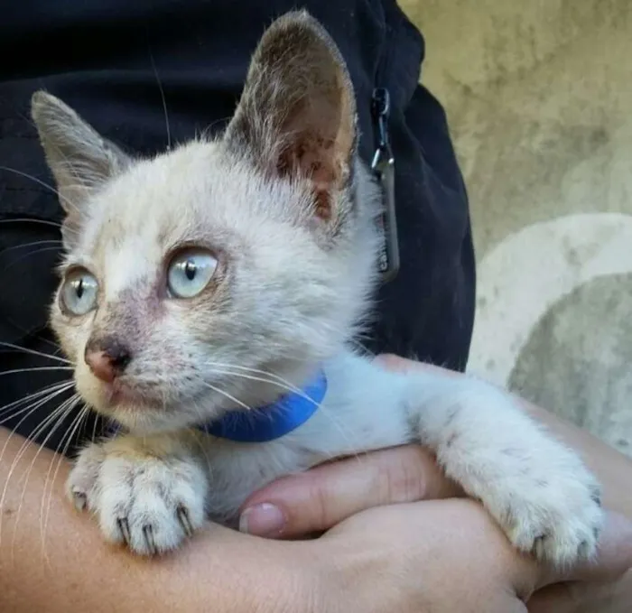 Gato ra a  idade Abaixo de 2 meses nome abandonados