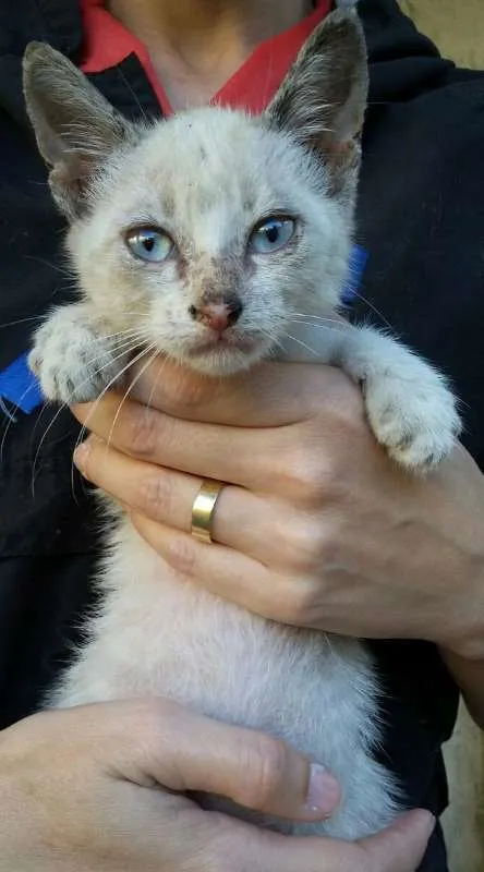 Gato ra a  idade Abaixo de 2 meses nome abandonados