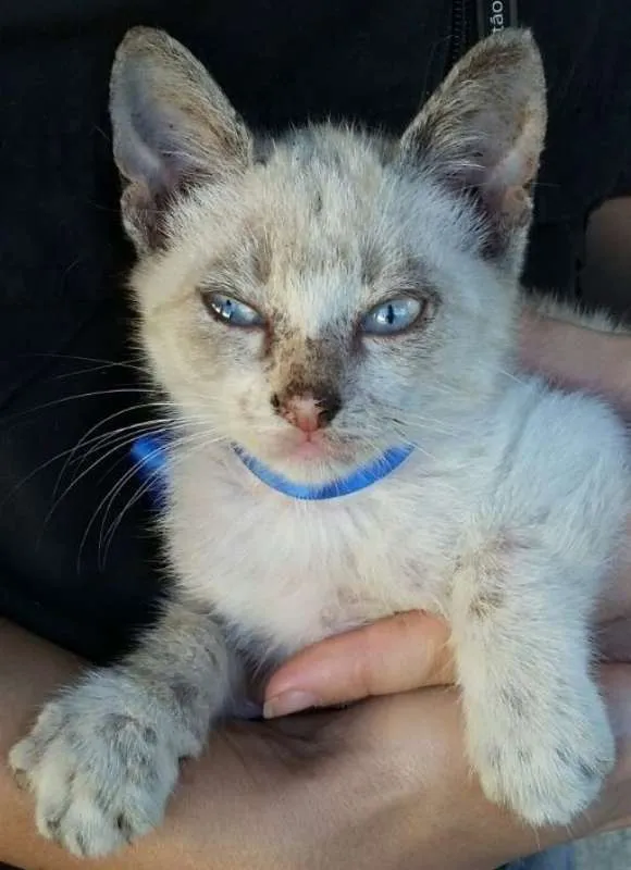 Gato ra a  idade Abaixo de 2 meses nome abandonados